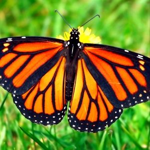Milkweed Seeds to attract Monarch Butterfly 🦋